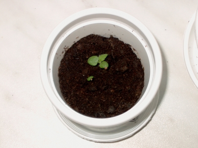 Et und Thet am 06.05.2007